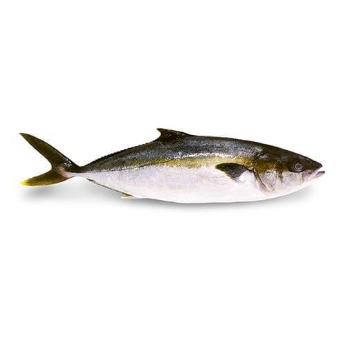 Fresh Yellowtail King Fish from Level Corp